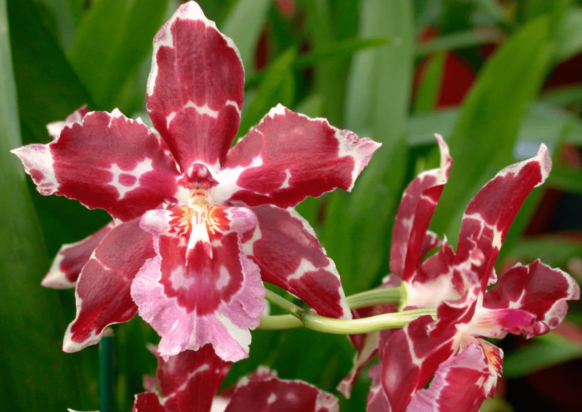 Top 10 most beautiful varieties of orchids in the world