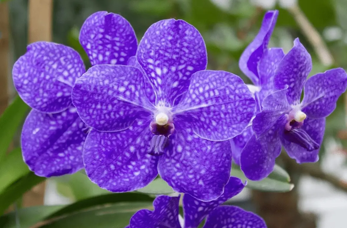 Top 10 most beautiful varieties of orchids in the world