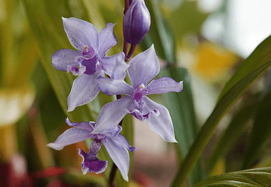 Top 10 most beautiful varieties of orchids in the world