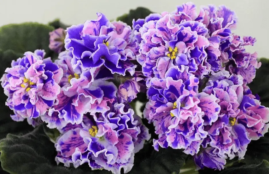 Top 10 most beautiful varieties of violets with names and photos