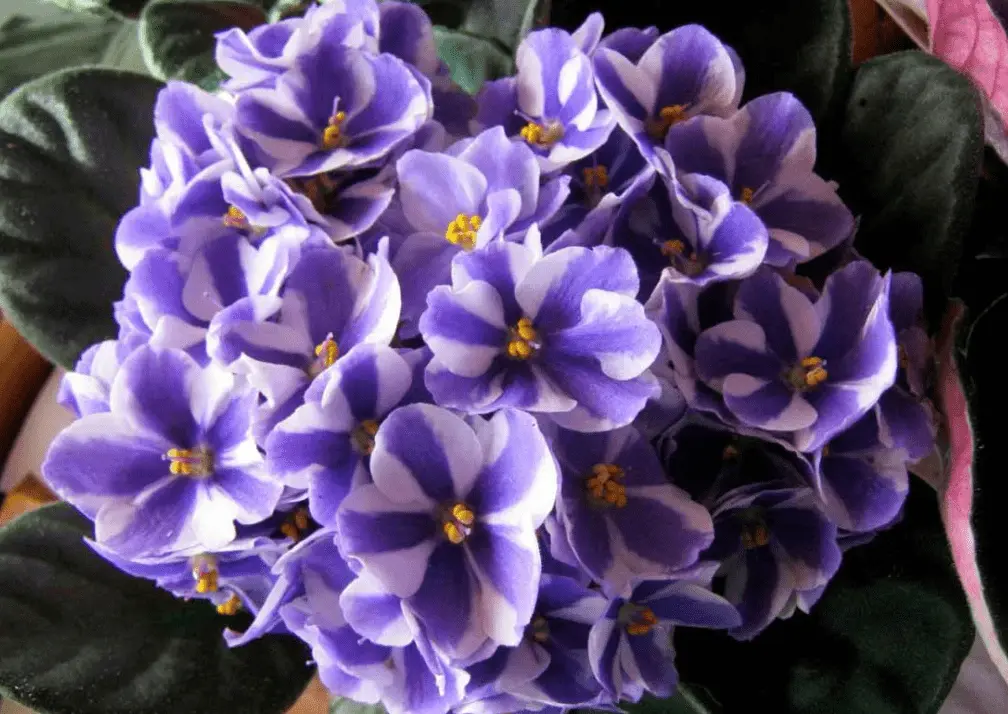 Top 10 most beautiful varieties of violets with names and photos