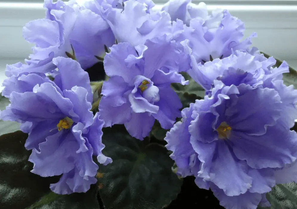 Top 10 most beautiful varieties of violets with names and photos