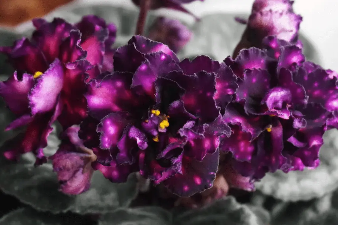 Top 10 most beautiful varieties of violets with names and photos