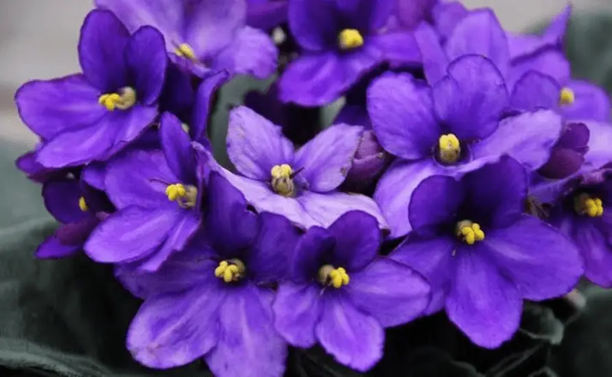 Top 10 most beautiful varieties of violets with names and photos