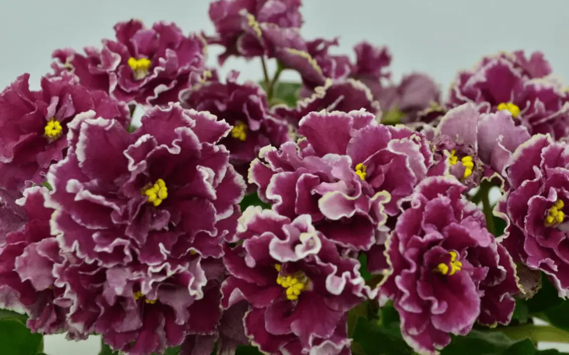 Top 10 most beautiful varieties of violets with names and photos