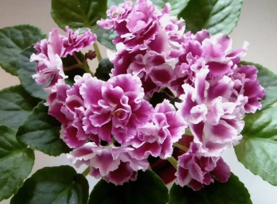 Top 10 most beautiful varieties of violets with names and photos