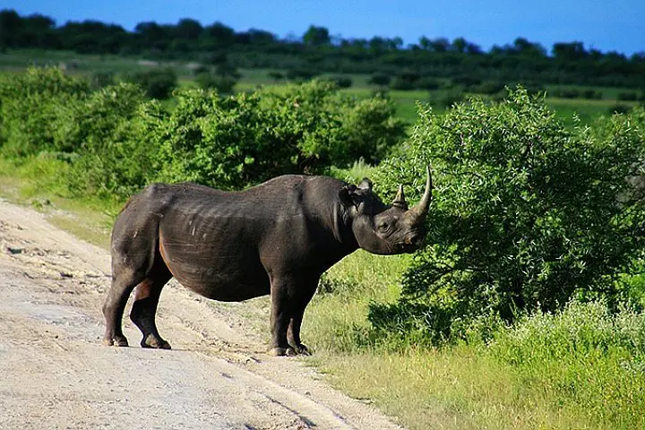 Top 10 most dangerous animals in the world