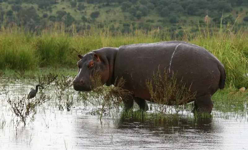 Top 10 most dangerous animals in the world