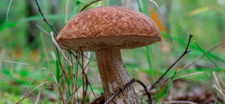 Top 10 most expensive mushrooms in the world