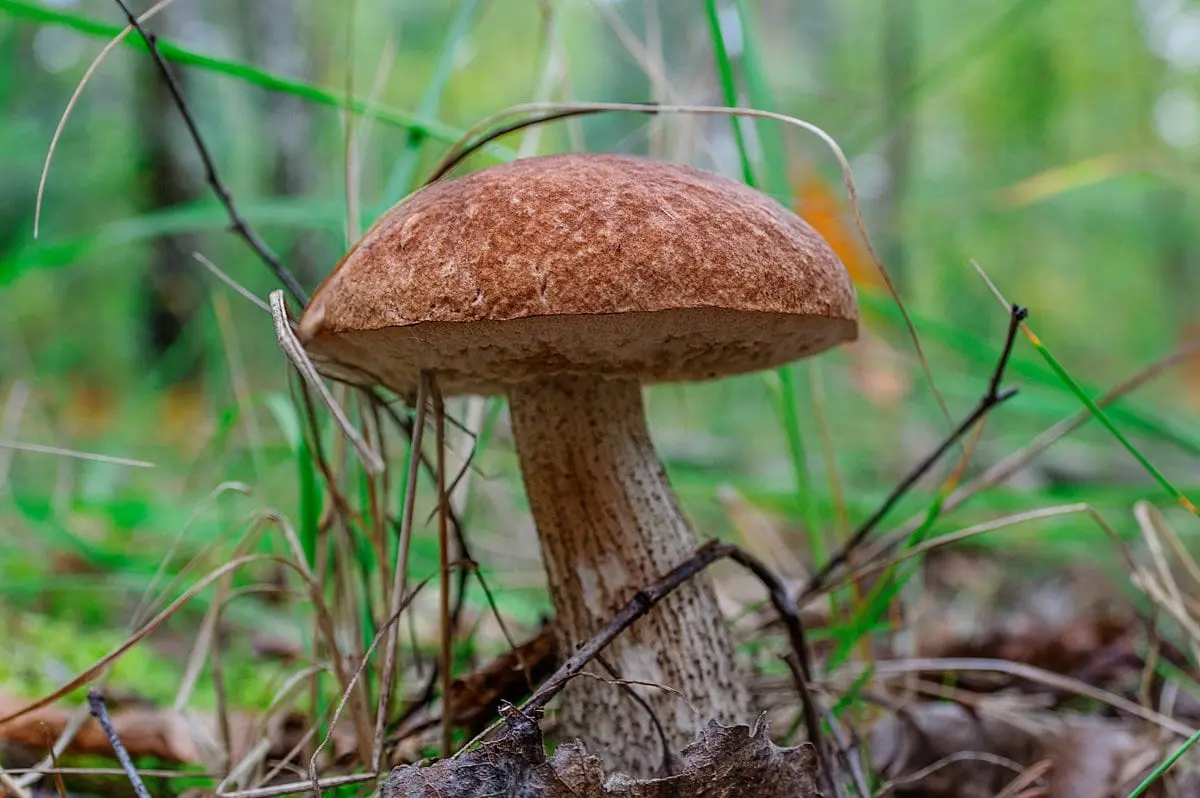 Top 10 most expensive mushrooms in the world