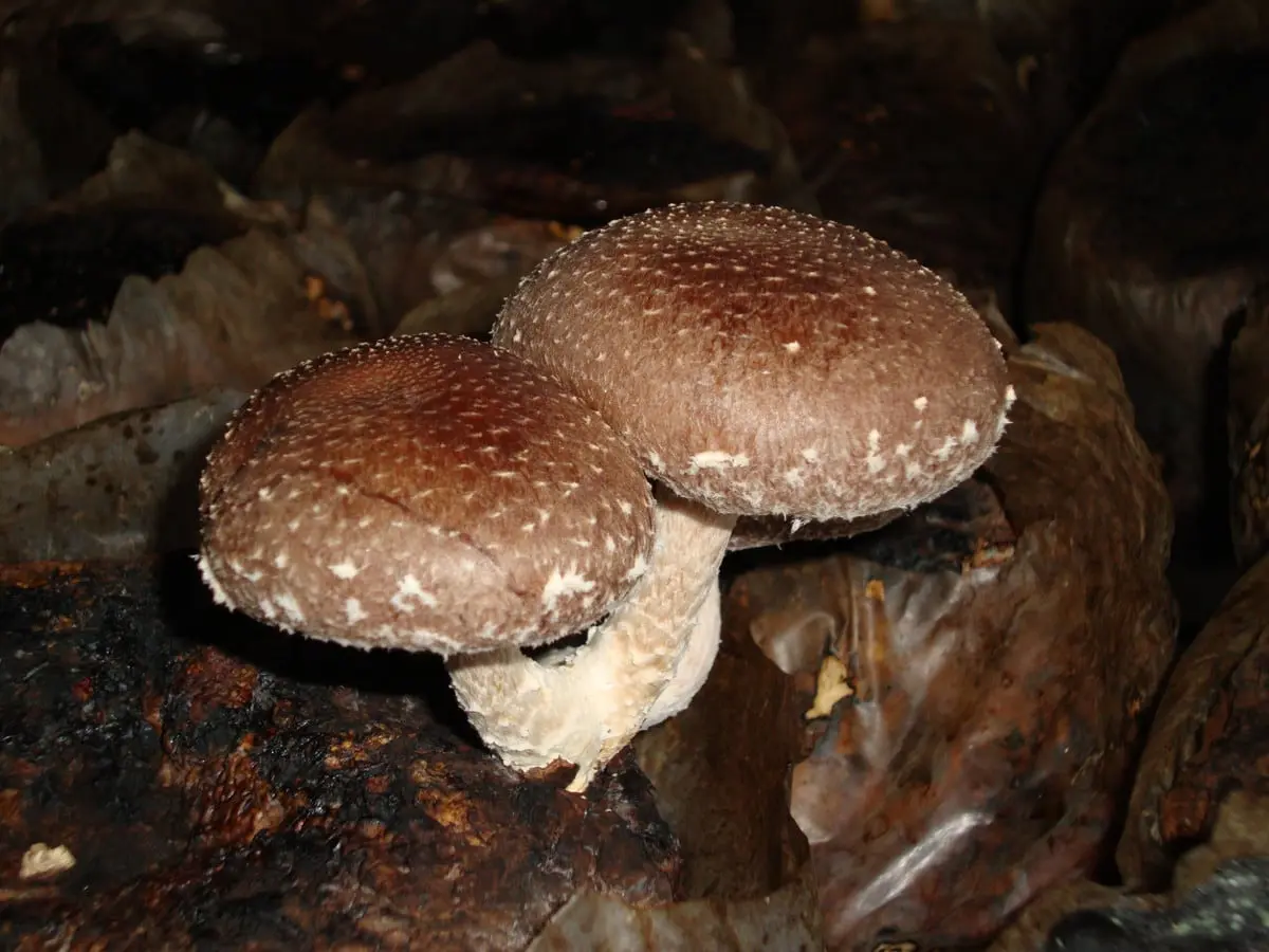 Top 10 most expensive mushrooms in the world