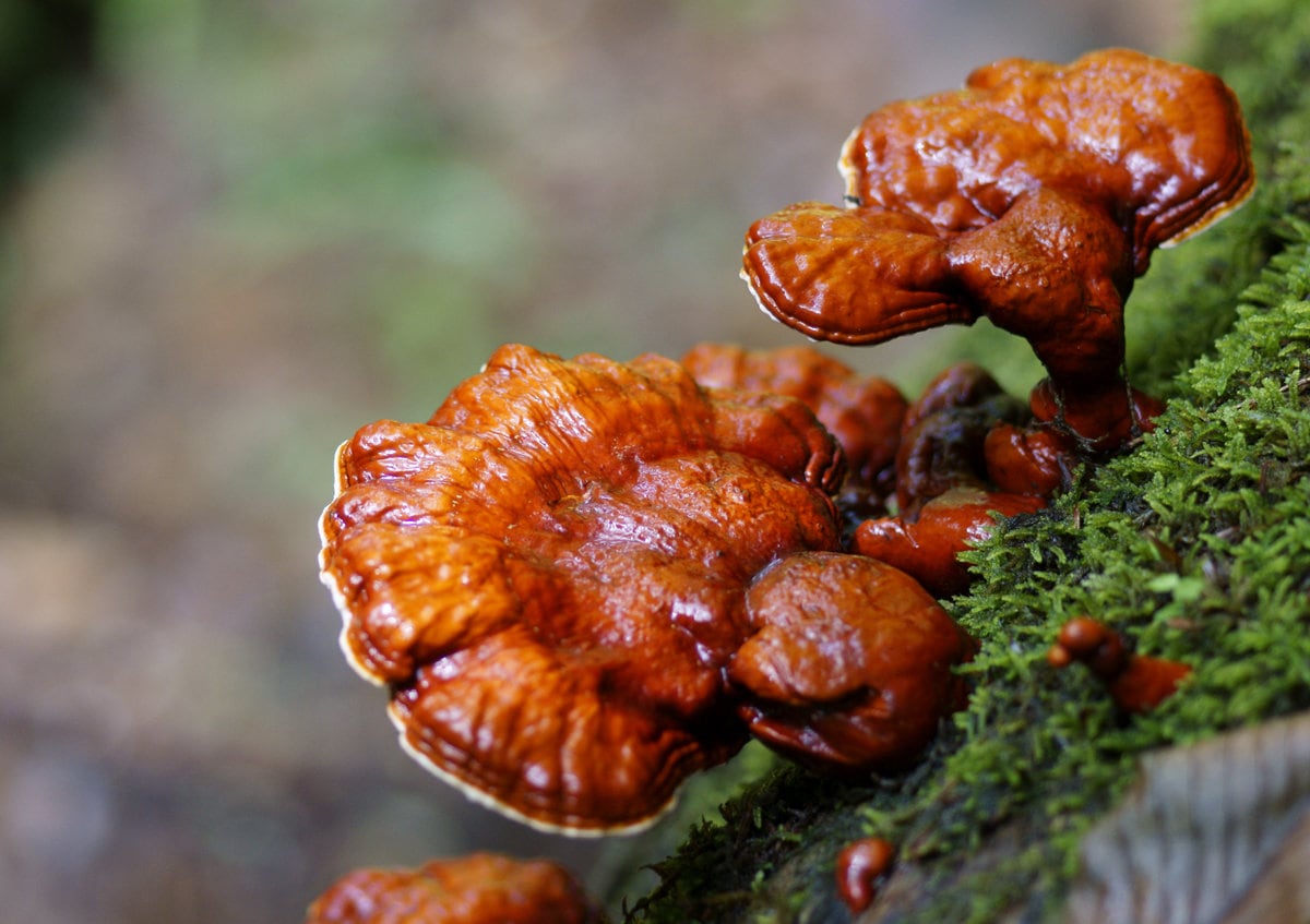 Top 10 most expensive mushrooms in the world