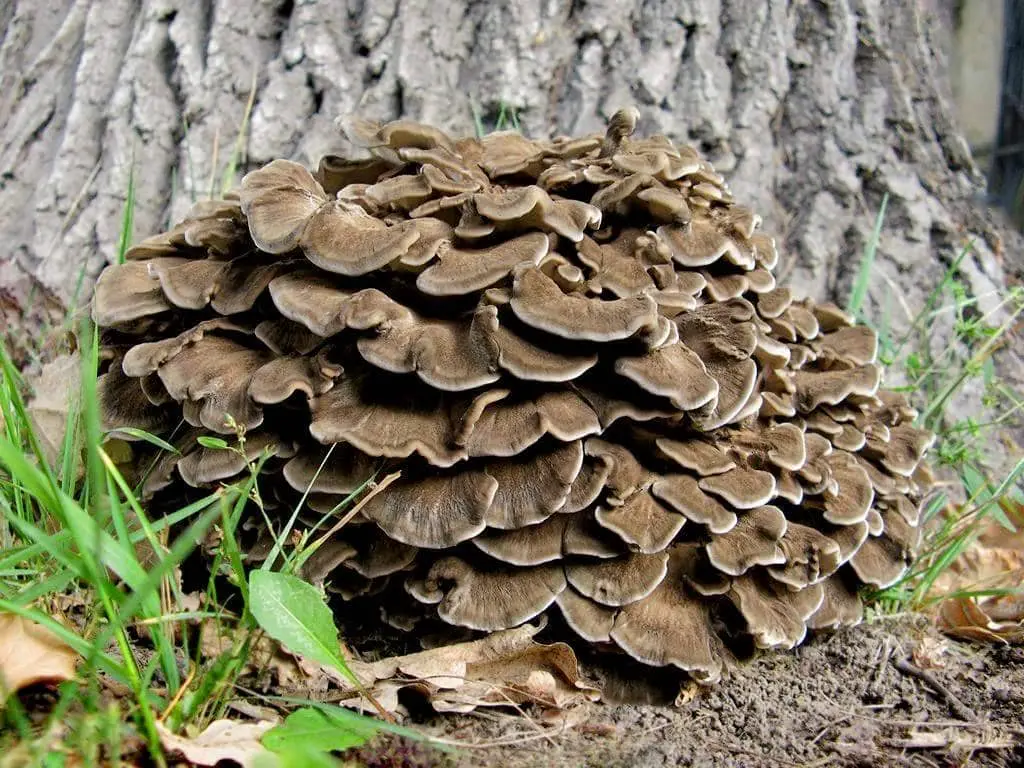 Top 10 most expensive mushrooms in the world