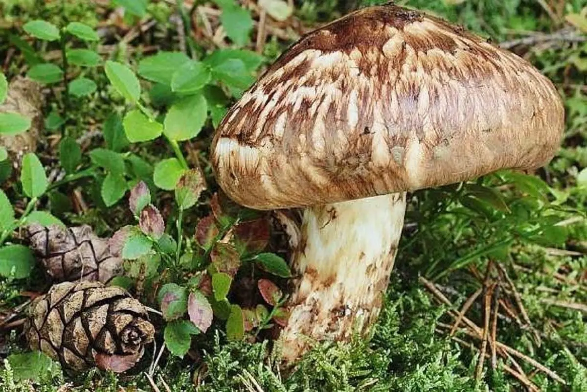 Top 10 most expensive mushrooms in the world