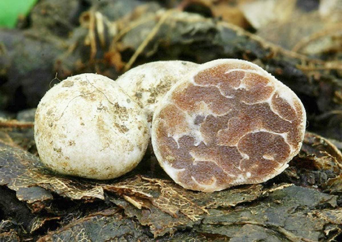 Top 10 most expensive mushrooms in the world