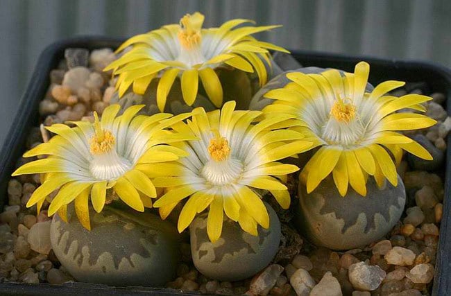 Top 10 most unusual plants in the world