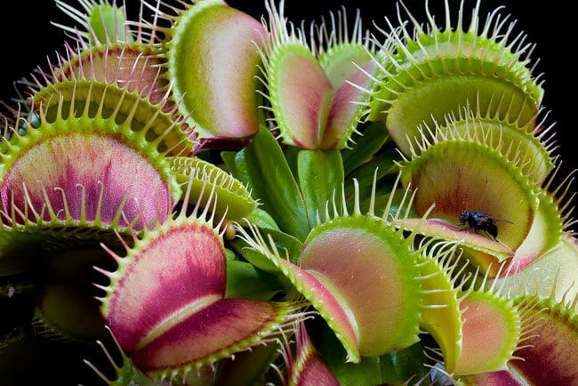 Top 10 most unusual plants in the world