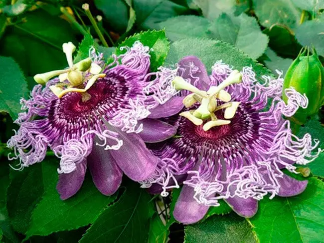 Top 10 most unusual plants in the world