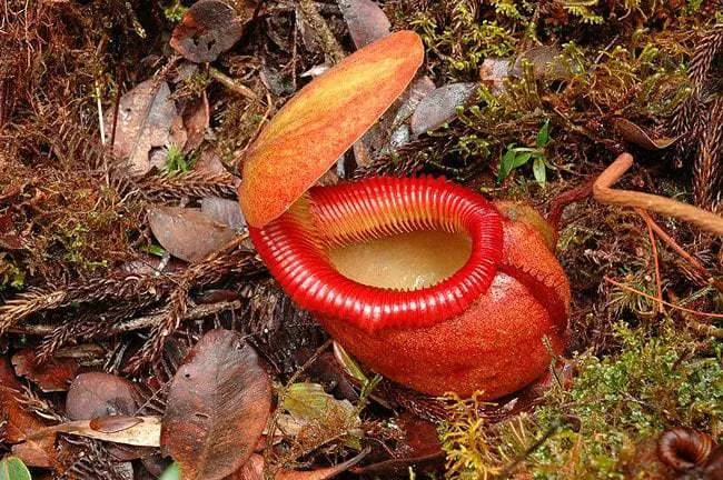 Top 10 most unusual plants in the world