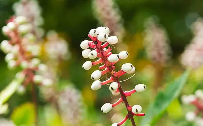 Top 10 most unusual plants in the world