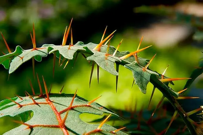 Top 10 most unusual plants in the world