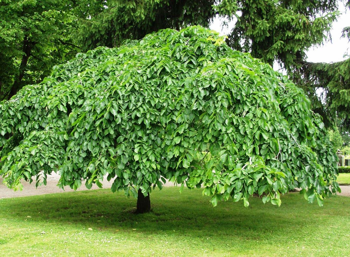 Top 10 oldest tree species in Russia