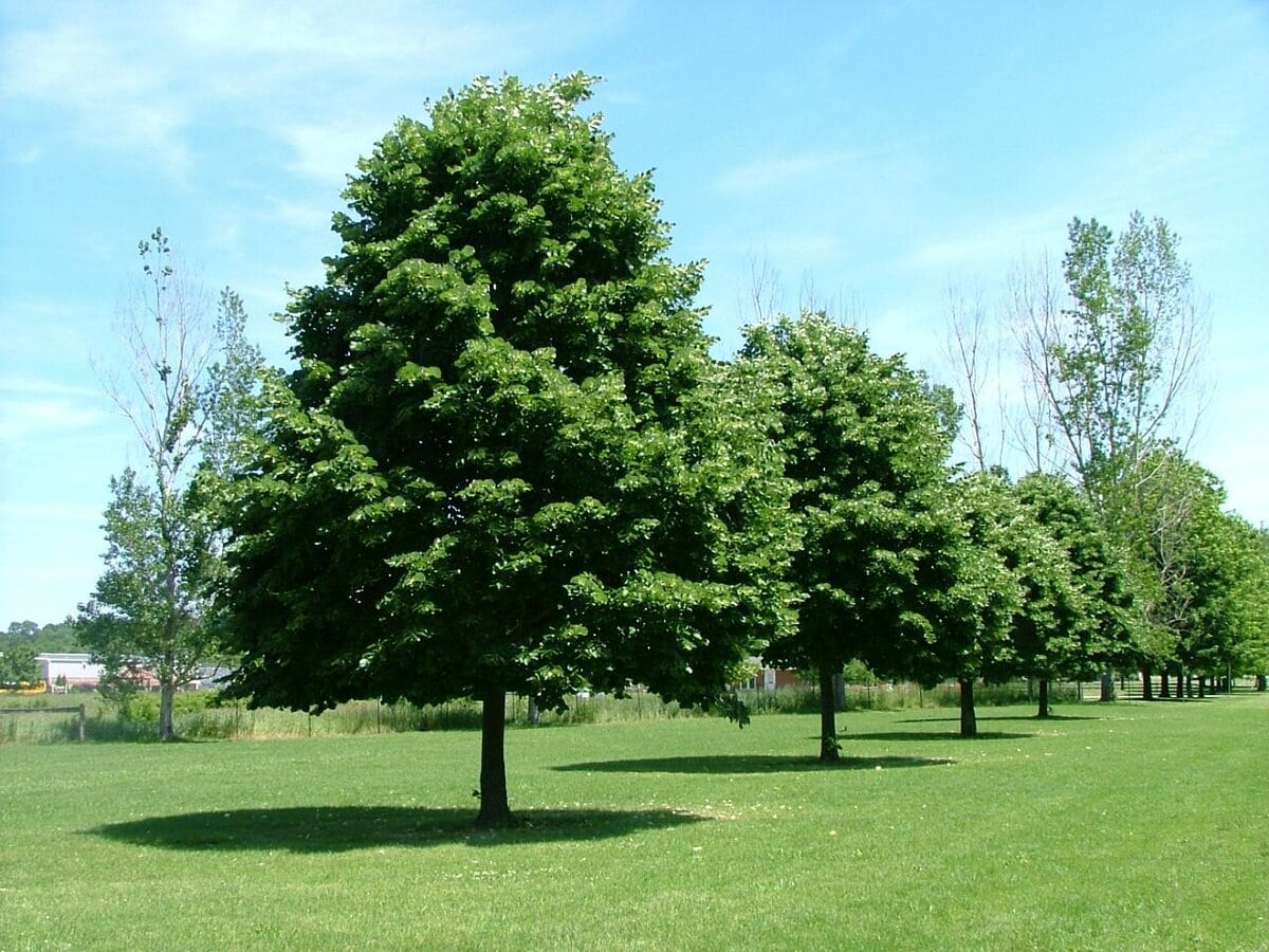 Top 10 oldest tree species in Russia