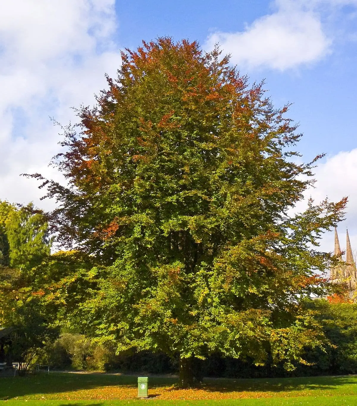 Top 10 oldest tree species in Russia