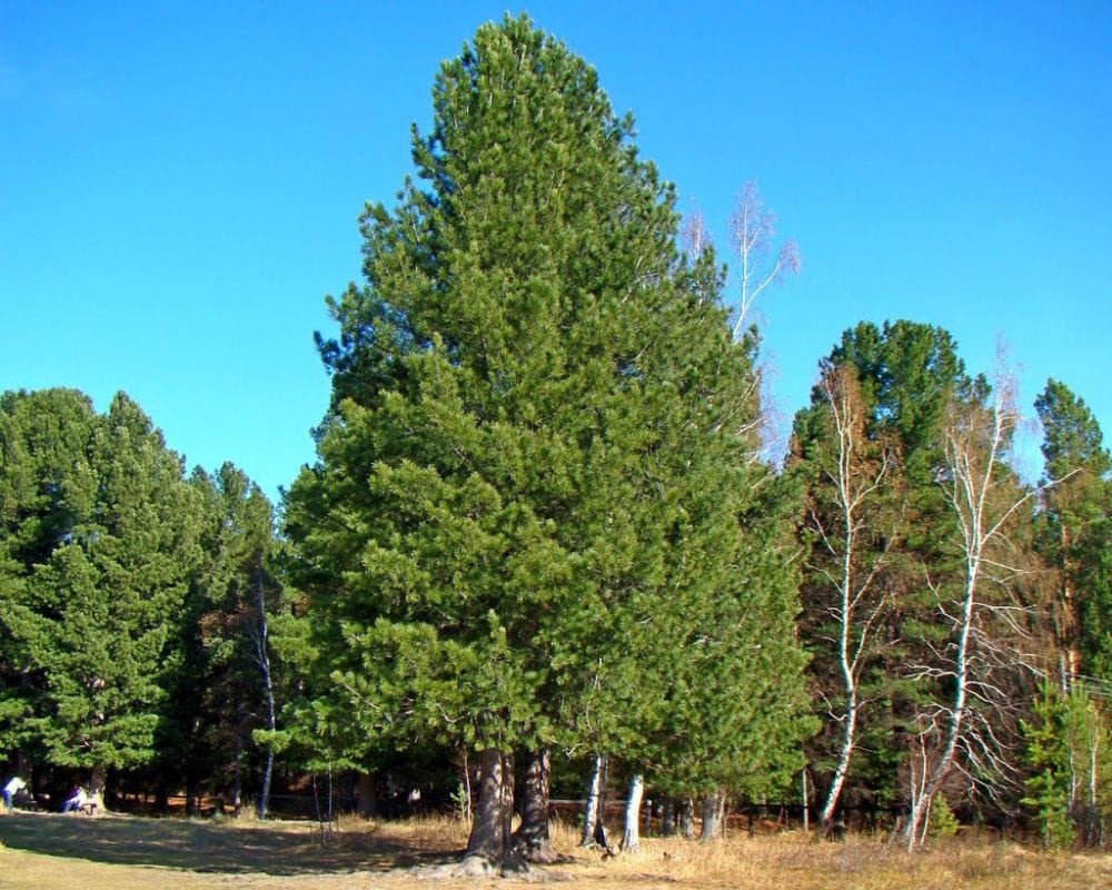 Top 10 oldest tree species in Russia