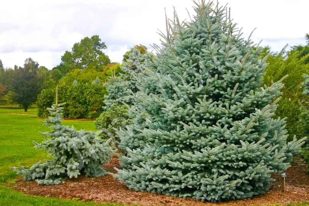 Top 10 oldest tree species in Russia