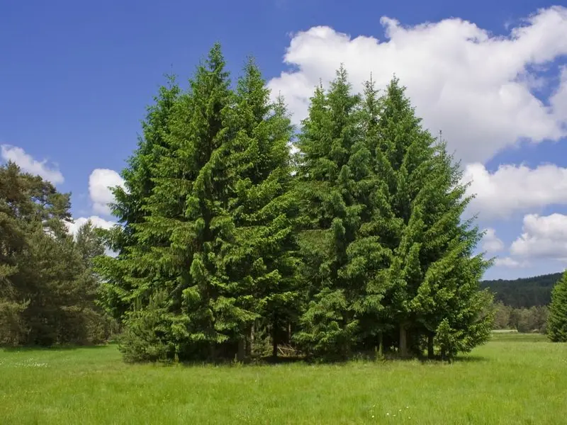 Top 10 oldest tree species in Russia