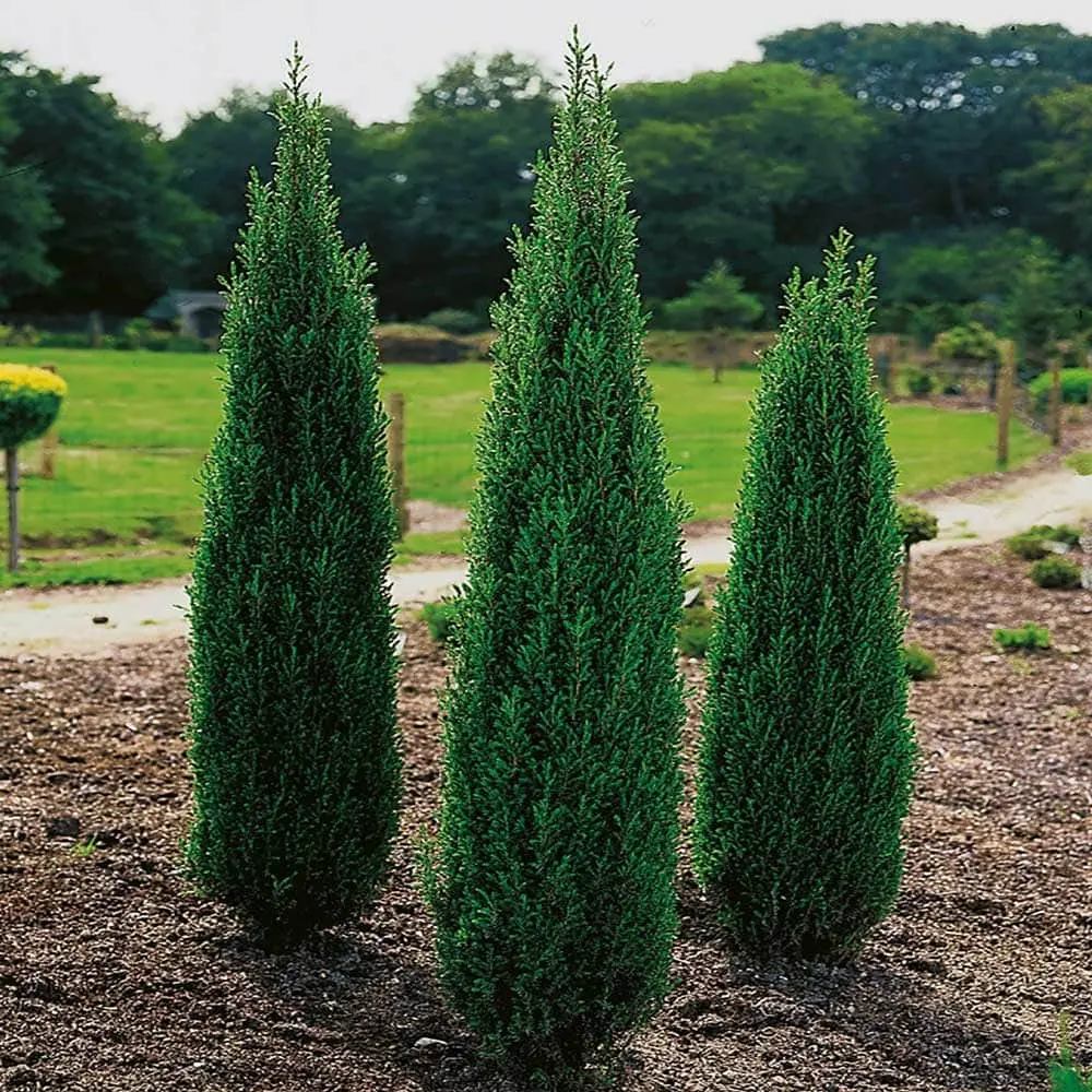 Top 10 oldest tree species in Russia