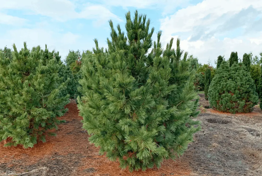 Top 10 oldest tree species in Russia