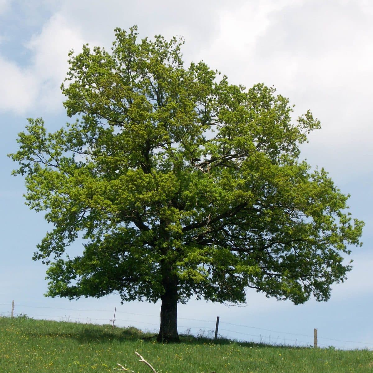 Top 10 oldest tree species in Russia