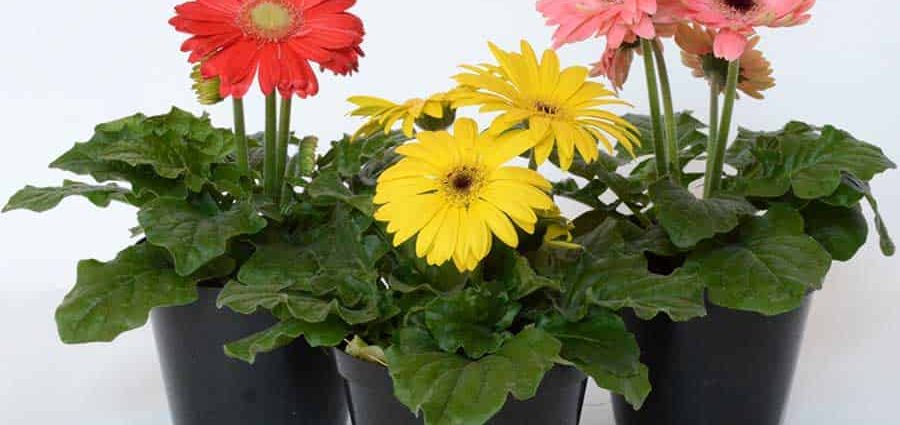 Top 10 potted houseplants