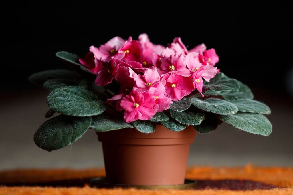 Top 10 potted houseplants