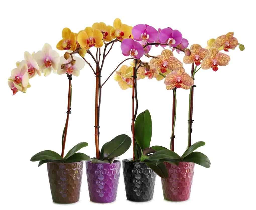 Top 10 potted houseplants