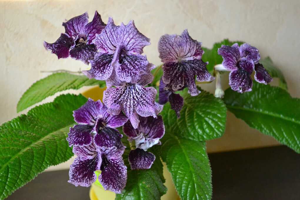 Top 10 potted houseplants