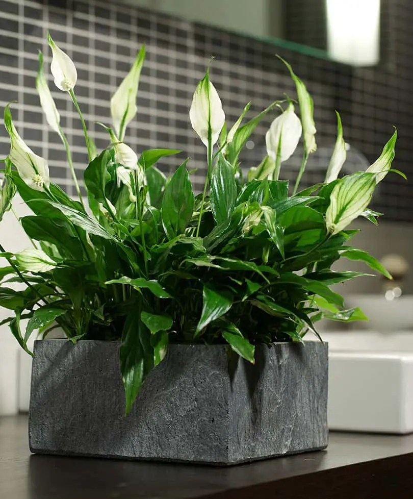 Top 10 potted houseplants