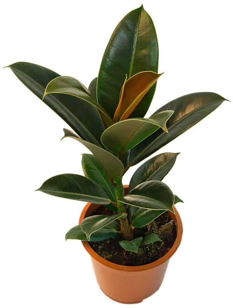 Top 10 potted houseplants