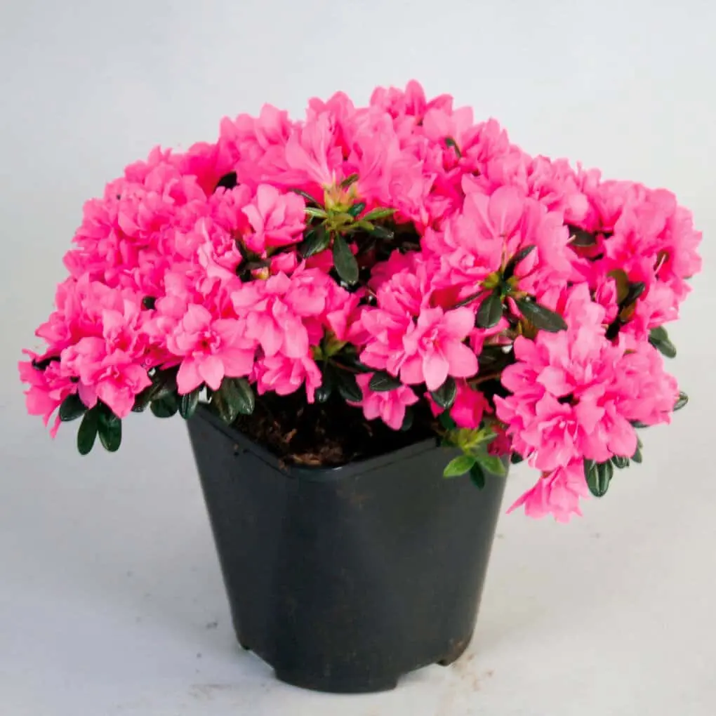 Top 10 potted houseplants