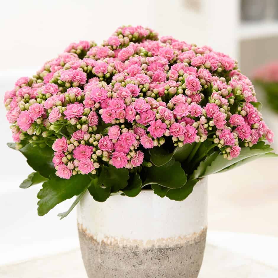 Top 10 potted houseplants