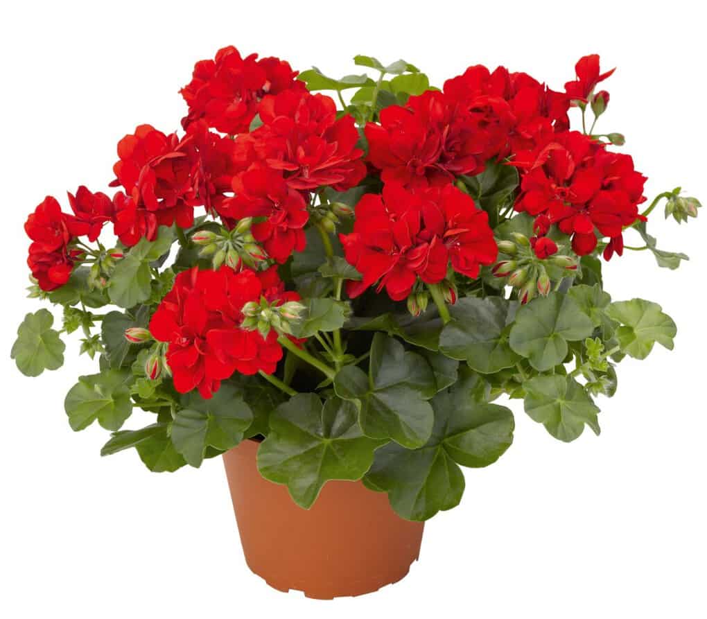 Top 10 potted houseplants