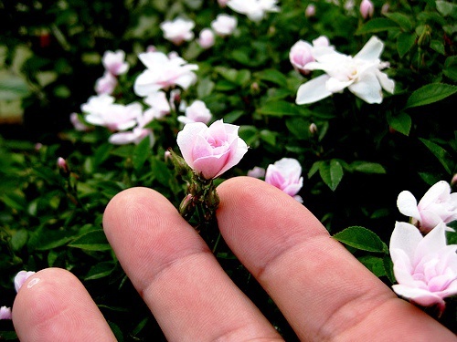 Top 10 smallest flowers in the world