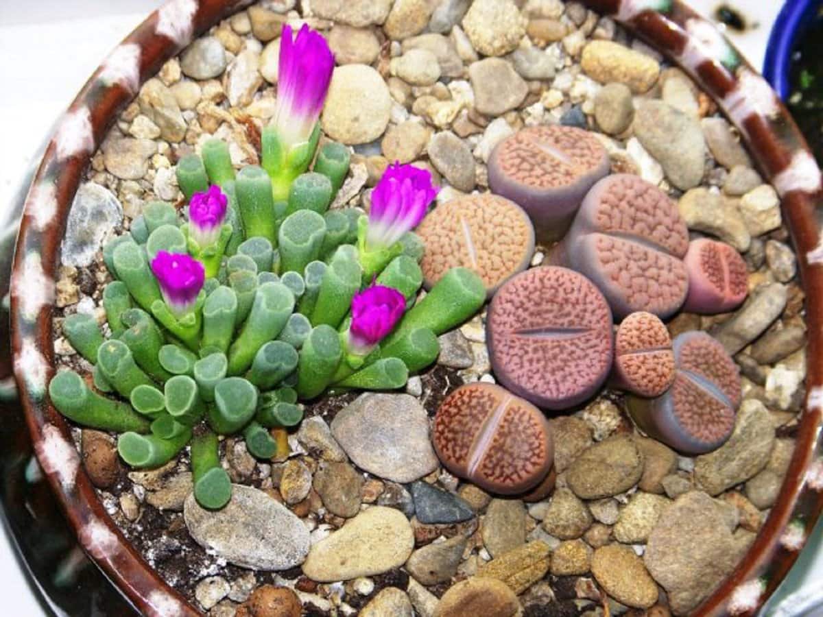 Top 10 smallest flowers in the world