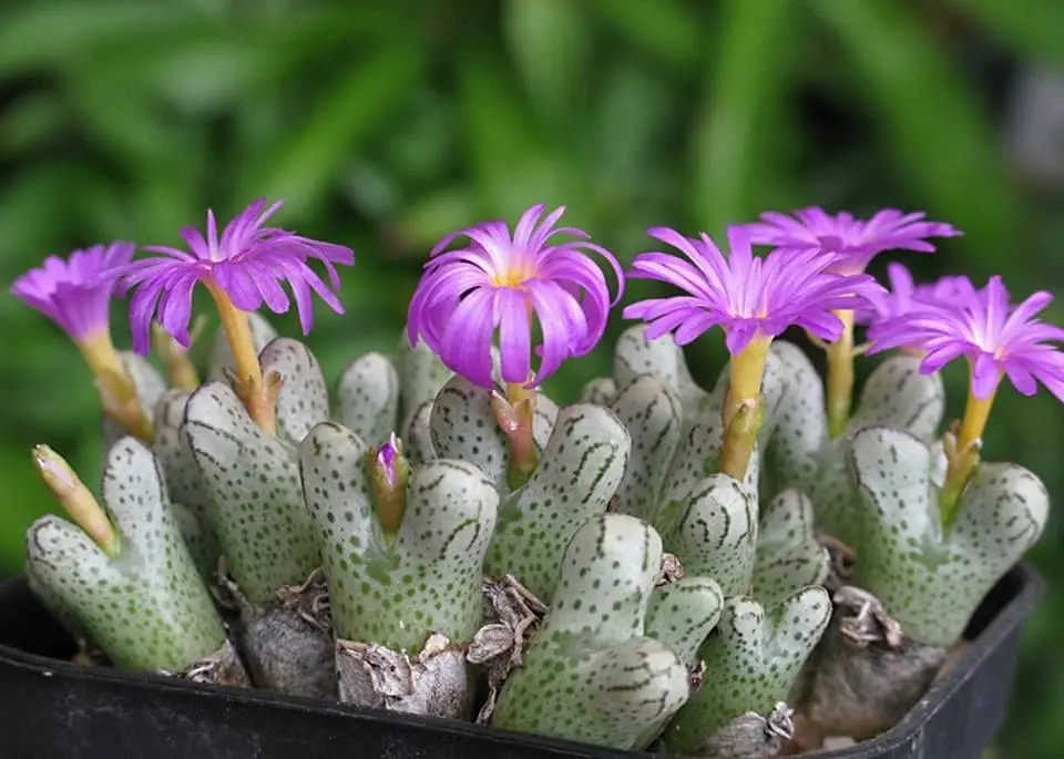 Top 10 smallest plants in the world