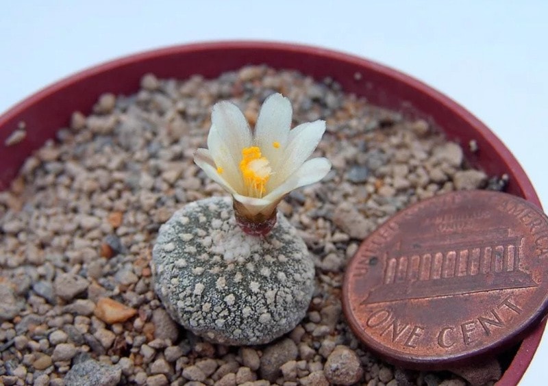 Top 10 smallest plants in the world