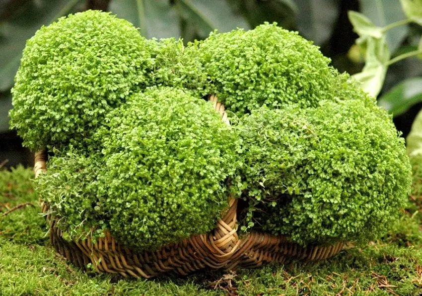 Top 10 smallest plants in the world