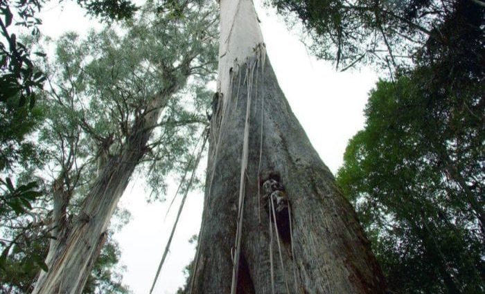 Top 10 tallest trees in the world