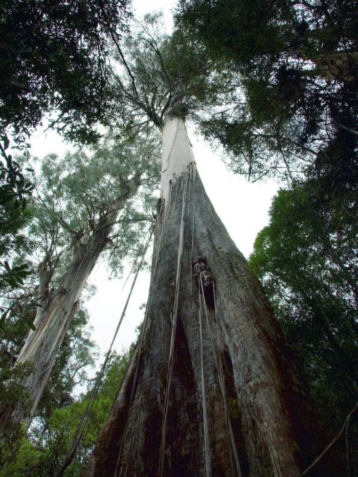 Top 10 tallest trees in the world